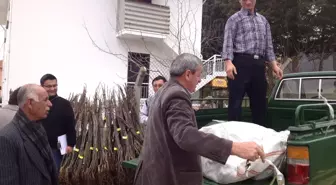 Pazarlar'da Ücretsiz Ceviz Fidanı Dağıtıldı
