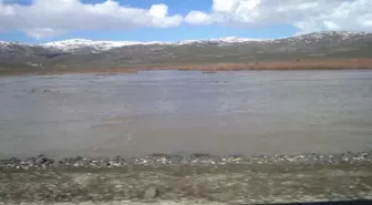 Muş'un Varto İlçesinde Etkili Olan Yağmur Tarım Arazilerine Zarar Verdi