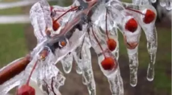 Don Zarara Yol Açtı