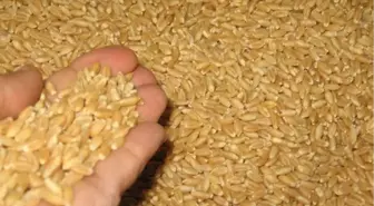 Uşak Ticaret Borsası