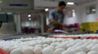 Kayseri'de Toptan Yumurta Fiyatları Düştü