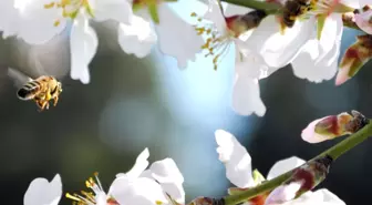Malatya'da Kayısı Çiçeklerini Don Vurdu