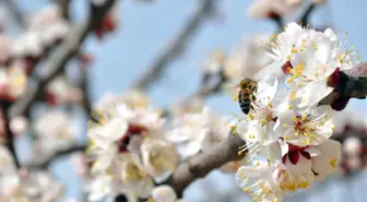 İlkbahar Demek Sağlık Demek