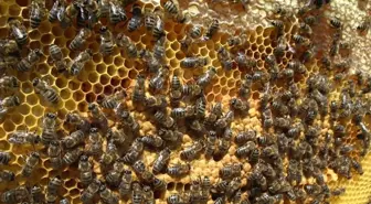 Arıcılar 2013 Yılından Umutlu