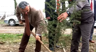 Çaycuma'da 10 Sedir Ağacı Törenle Dikildi