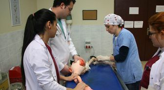 Yaralı Flamingu Ortopedik Ameliyat Oldu