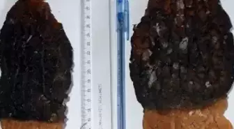 3 Kuzu Göbeği 1,5 Kilo