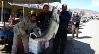 Erzincan'da Ağa Takılan Dev Balık