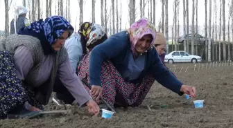 Çorum'da Şeker Pancarı Üretimini Artırma Çalışmaları