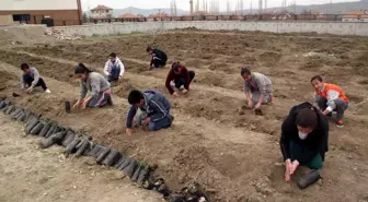 Gemerek'te 10 Bin Fidan Toprakla Buluşacak