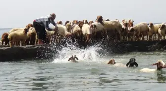 Koyunların Deniz Sefası