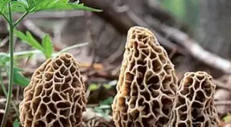 Höbelen Mantarı 30 Liradan Alıcı Buluyor