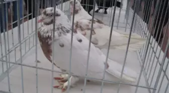 Posta Güvercinleri Yarışa Hazırlanıyor