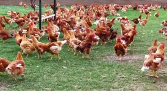 Hastalıklı Tavuklar Piyasaya Sürüldü