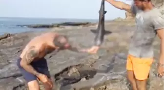 Survivor'da Köpek Balığı!