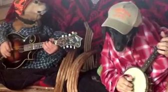 Köpeklerden Müzik Ziyafeti