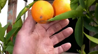 Saksıda Portakal Yetiştirdi