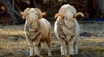 Büyükbaş Hayvan Fiyatına Koç