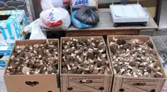 Tosya'da Kuzu Göbeği Mantarı Alımları 30 TL Den Başlıyor