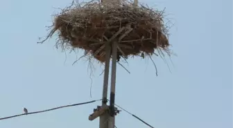 Leylekleri Koruma Seferberliği Başladı