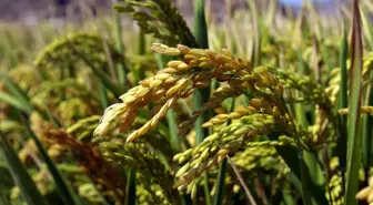 Üreticiler GDO'lu Pirinç Skandalına Tepkili