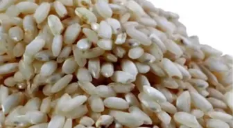 Pirinç'te GDO Tartışması