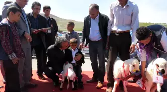 En Güzel Kuzu Yarışması Yapıldı
