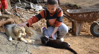 Kedi ve Köpeğin Dostluğu Şaşırtıyor