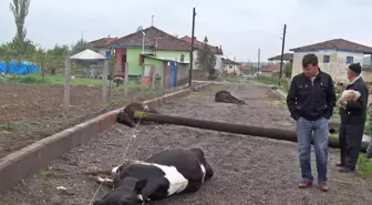 Devrilen Elektrik Direkleri Hayvanları Telef Etti