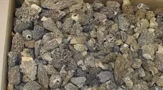 Höbelen Mantarı Üretimi