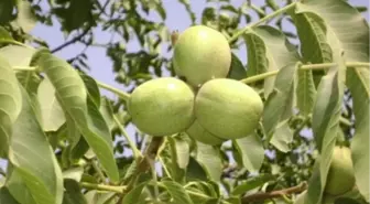 Ceviz Üreticilerine Uyarı