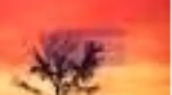 Savaş Ayakkabı Ölüm Kitabı