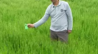 Araban Ovası'nda Süne Zararlısına Karşı Biyolojik Mücadele