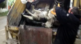 Sinop'ta 'Köpek Katliamı' İddiası