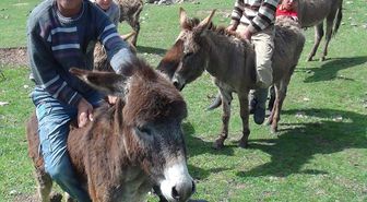 Yıllar Sonra Yaylalara Çıkıyorlar