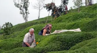 Karadeniz'de Çay Sezonuyla Yüzler Gülüyor