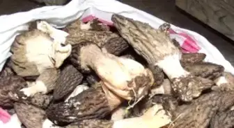 Küre'de Kuzu Göbeği Mantarı 30 TL'den Pazara İndi