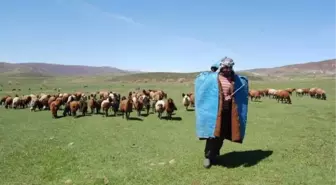 Gazete İlanıyla Çoban Arıyor