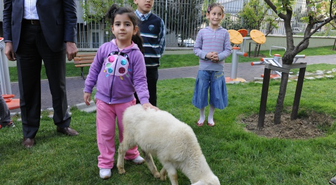 Pikniğe Gelenleri Kuzular Karşılıyor