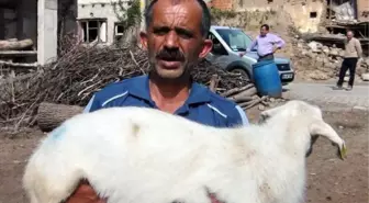 Çift Cinsiyetli Oğlağa 'Kader' Adını Koydular