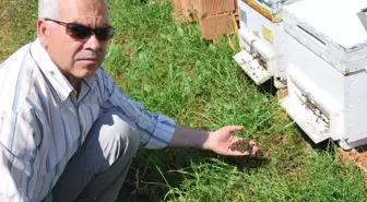 Aydın'da Esrarengiz Arı Ölümleri