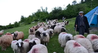 Çobanların Yayla Yolculuğu Başladı