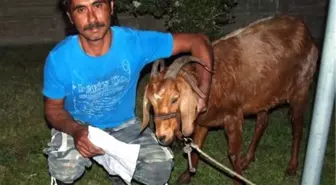 Keçisini Köpek Isırınca Acil Servise Getirdi