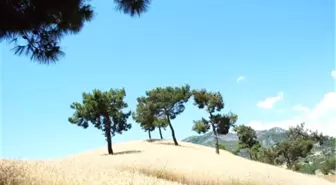 Rekolte Artışı Bayram Yaşattı
