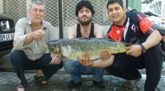 15 Kiloluk Pullu Sazan İlgi Odağı Oldu