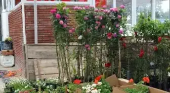 Baharla Birlikte Fide Satışları Tavan Yaptı