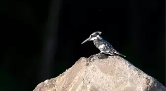 İzmir Yalıçapkını Dicle Vadisi'nde Görüntülendi