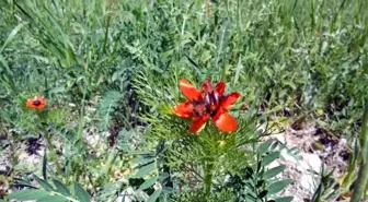 TEMA Kayseri Ekipleri Boş Durmuyor