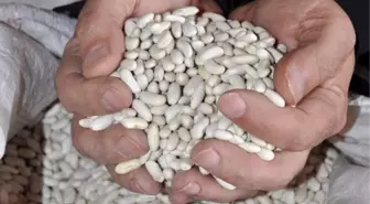Kuraklığa Karşı Dayanıklı Fasulye Çalışması