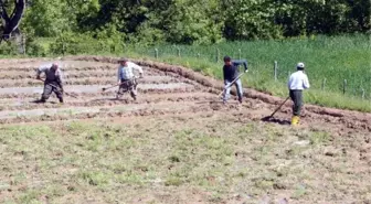 Terör Durdu, Çukurca'da Pirinç Tarlaları Ekiliyor